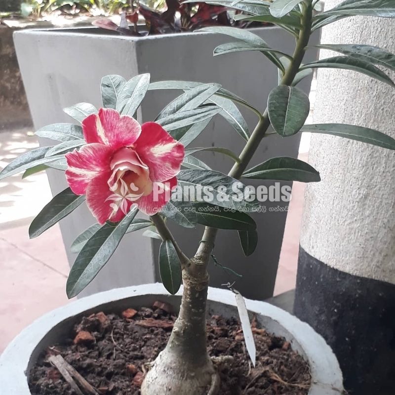 Adenium
