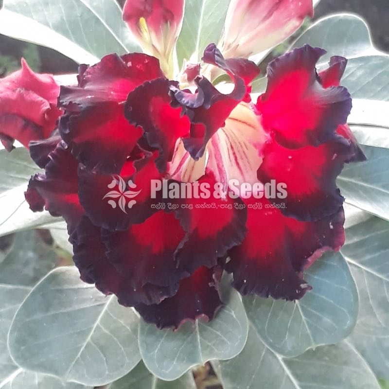 Adenium