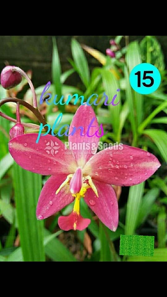 Ground Orchid 25 types