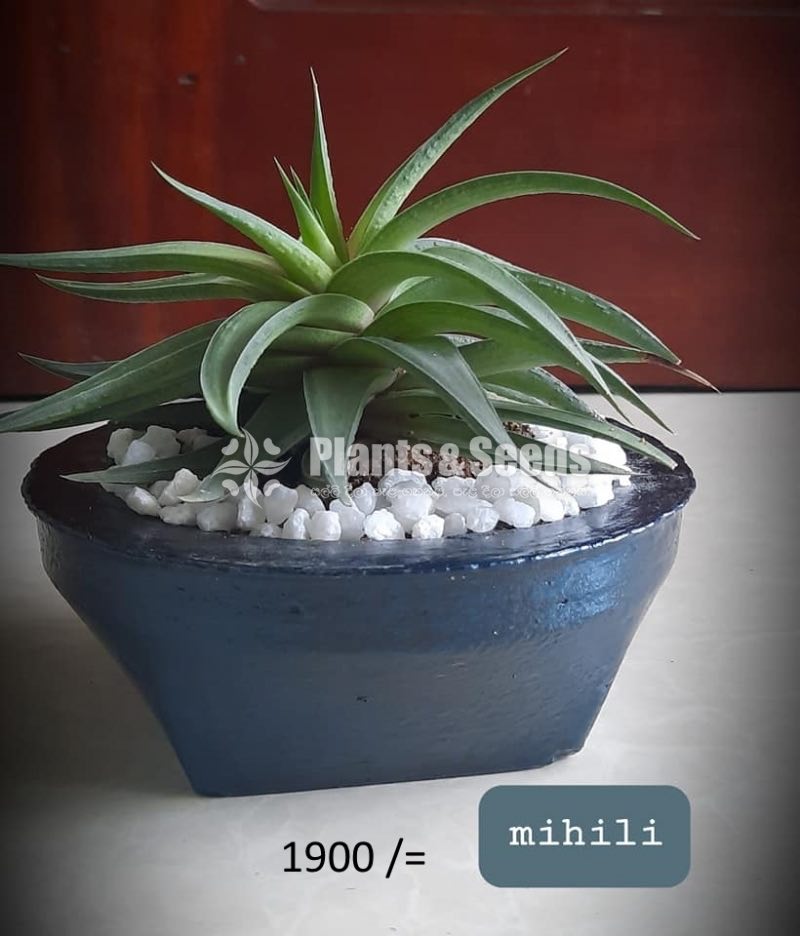 Ornamental Plants