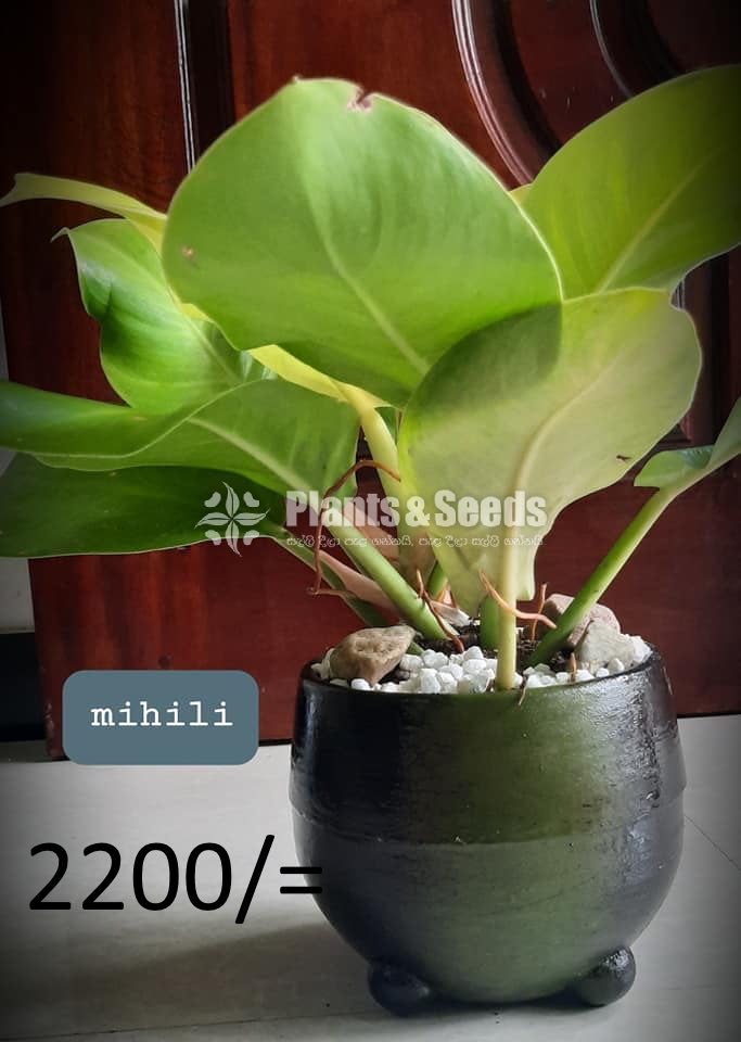 Ornamental Plants