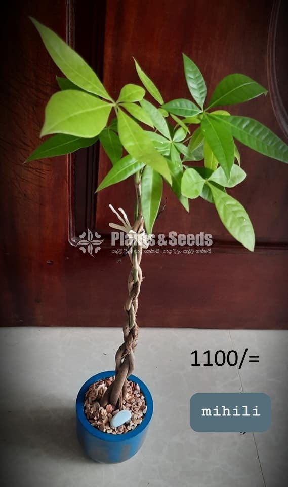 Ornamental Plants