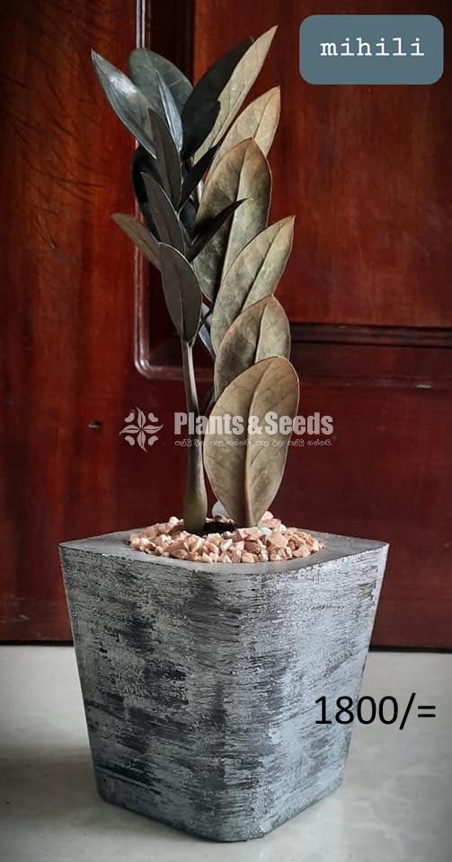 Ornamental Plants