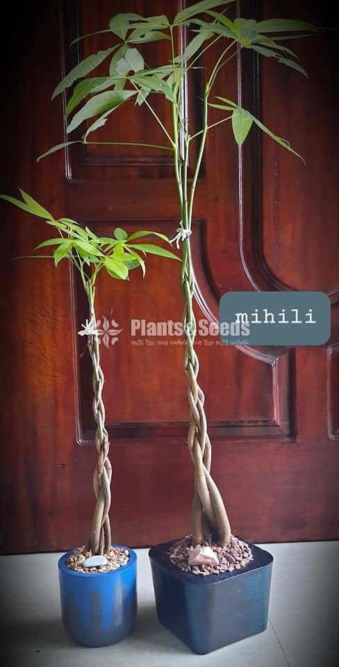 Ornamental Plants
