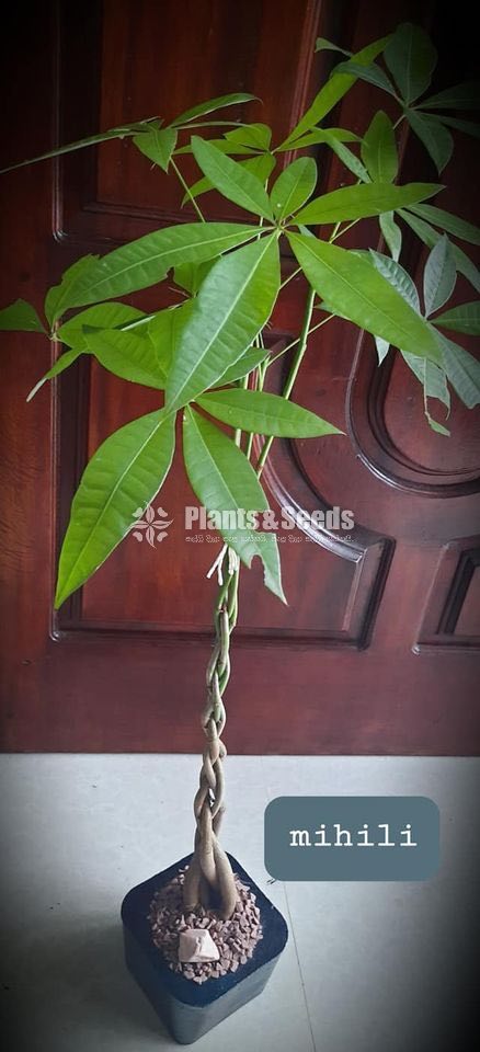 Ornamental Plants