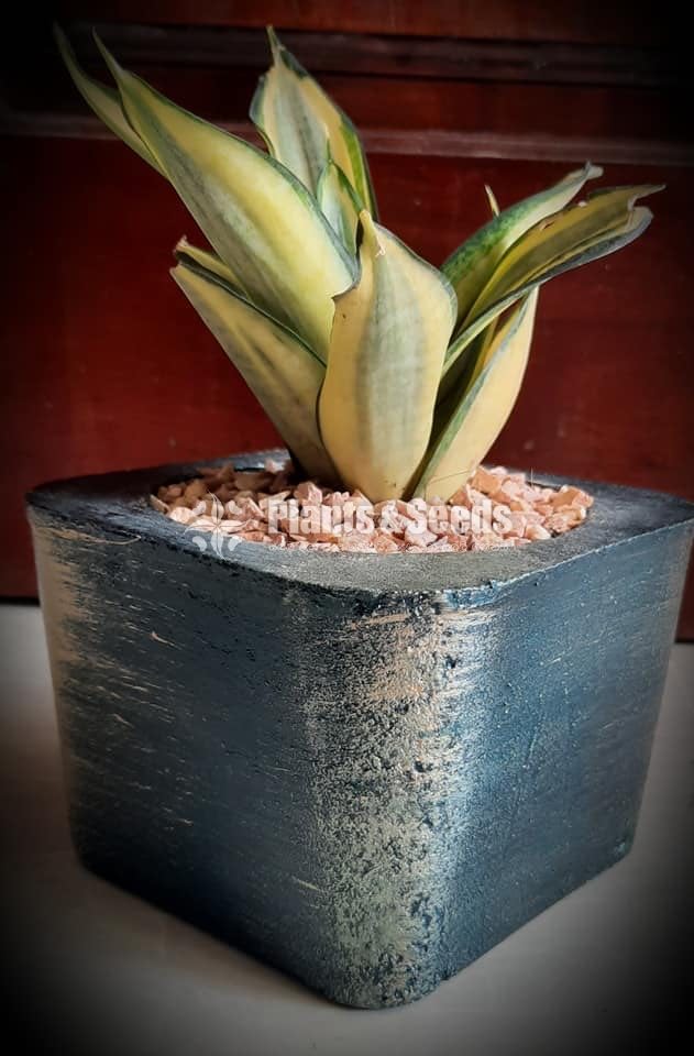 Ornamental Plants