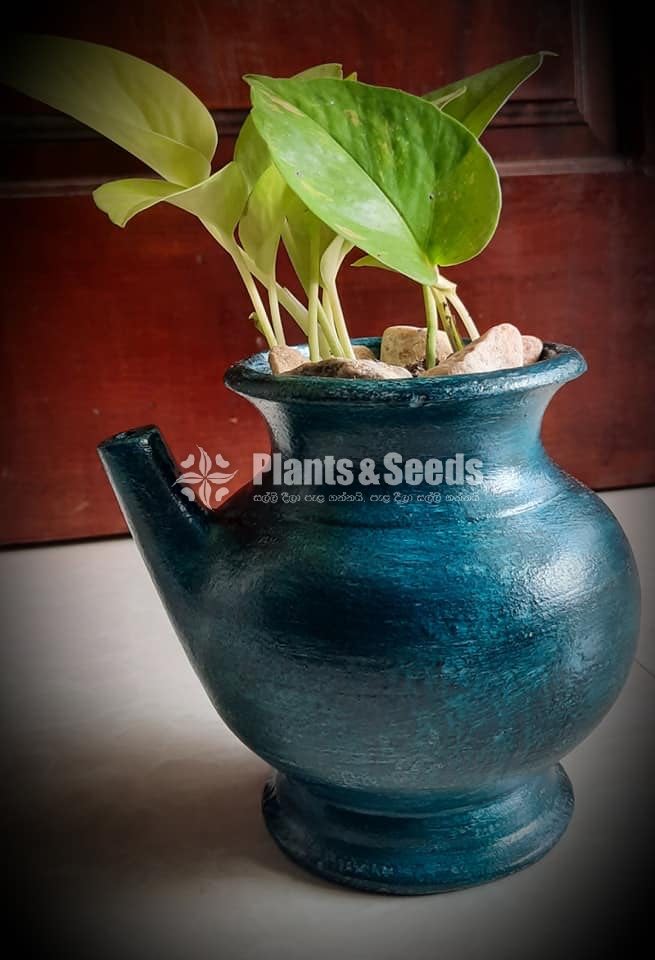Ornamental Plants