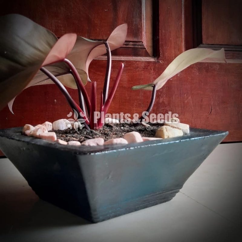 Ornamental Plants
