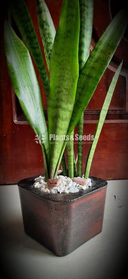Ornamental Plants