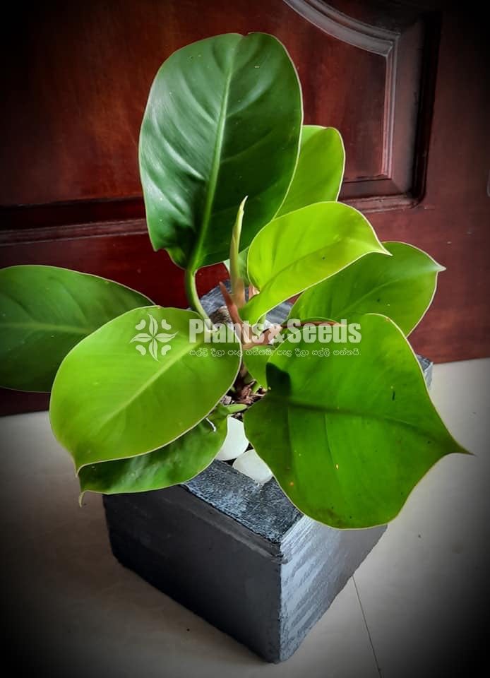 Ornamental Plants
