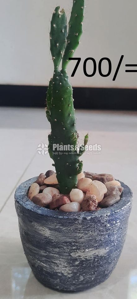 Ornamental Plants