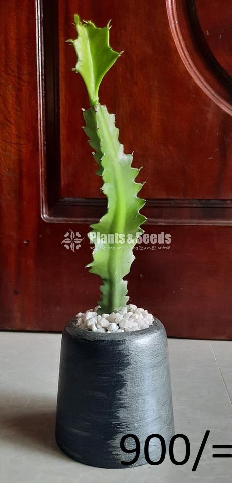 Ornamental Plants