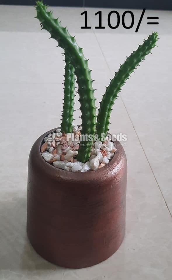 Ornamental Plants