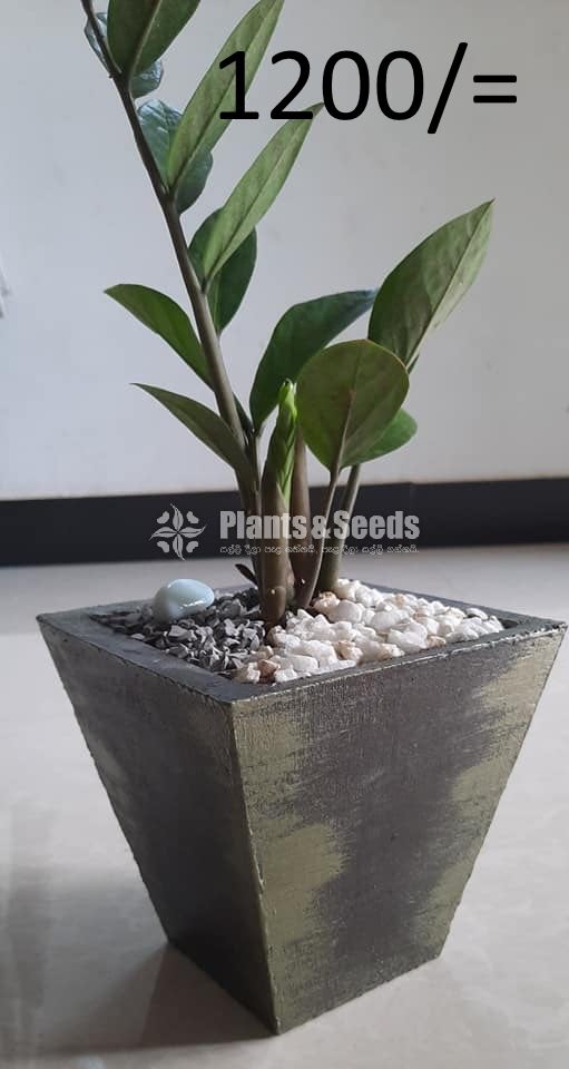 Ornamental Plants
