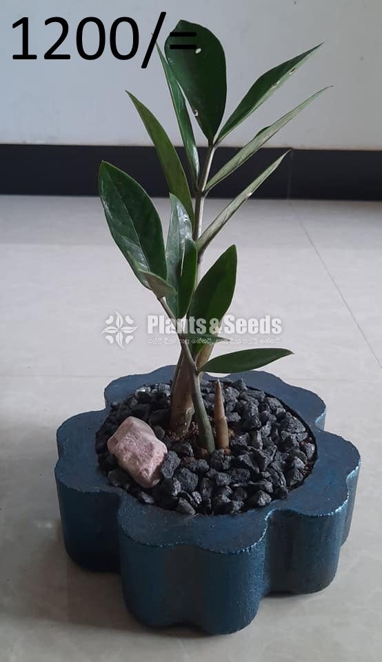 Ornamental Plants