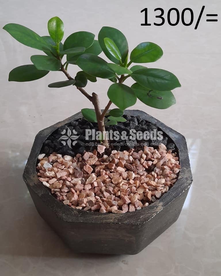 Ornamental Plants