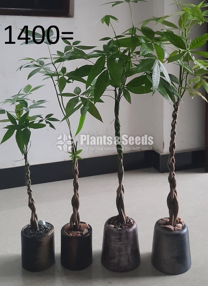 Ornamental Plants