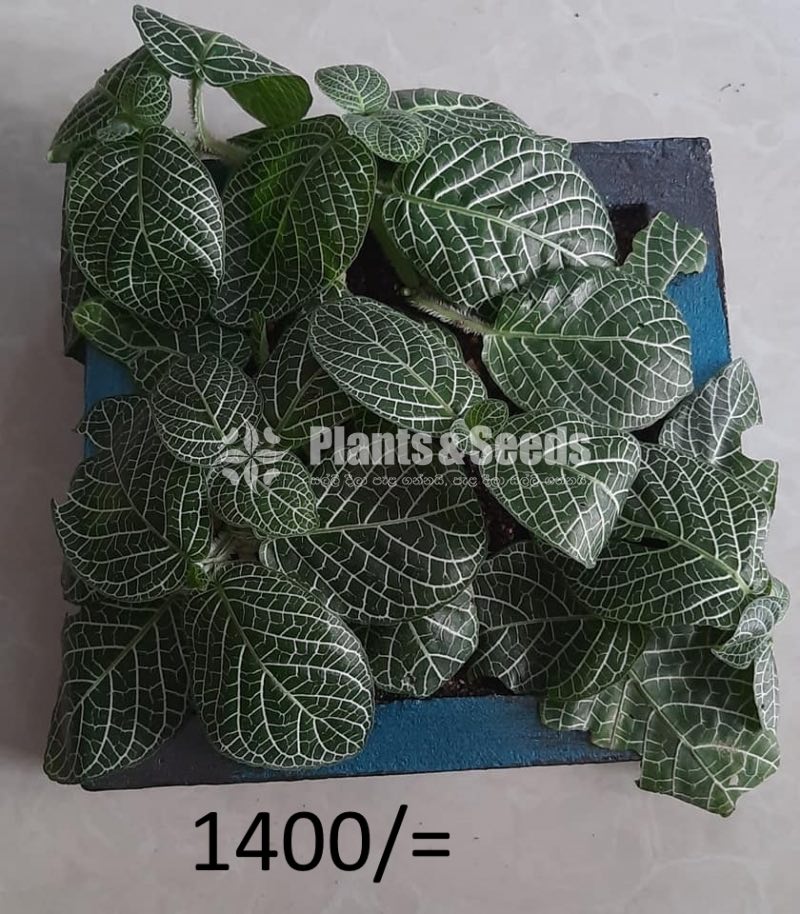 Ornamental Plants