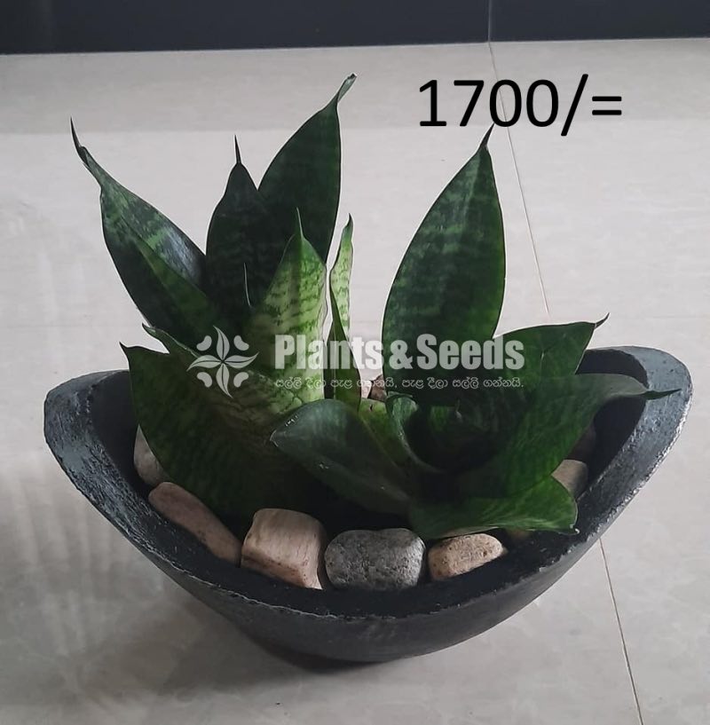 Ornamental Plants