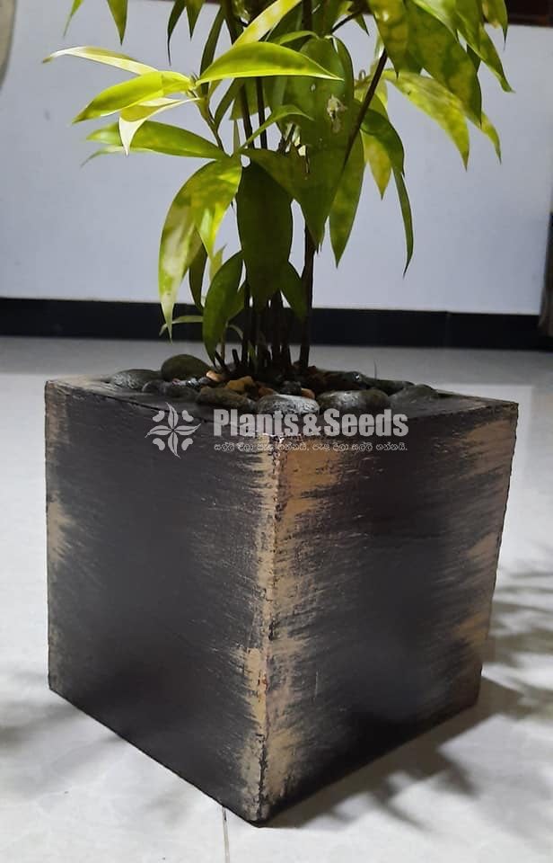 Ornamental Plants
