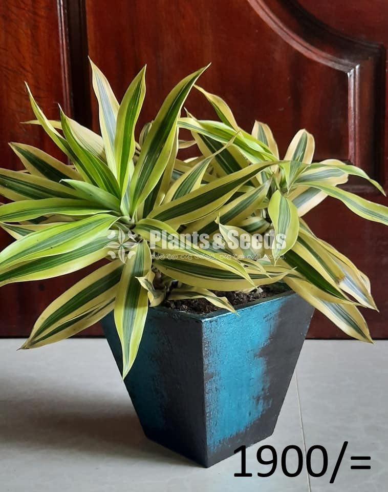 Ornamental Plants