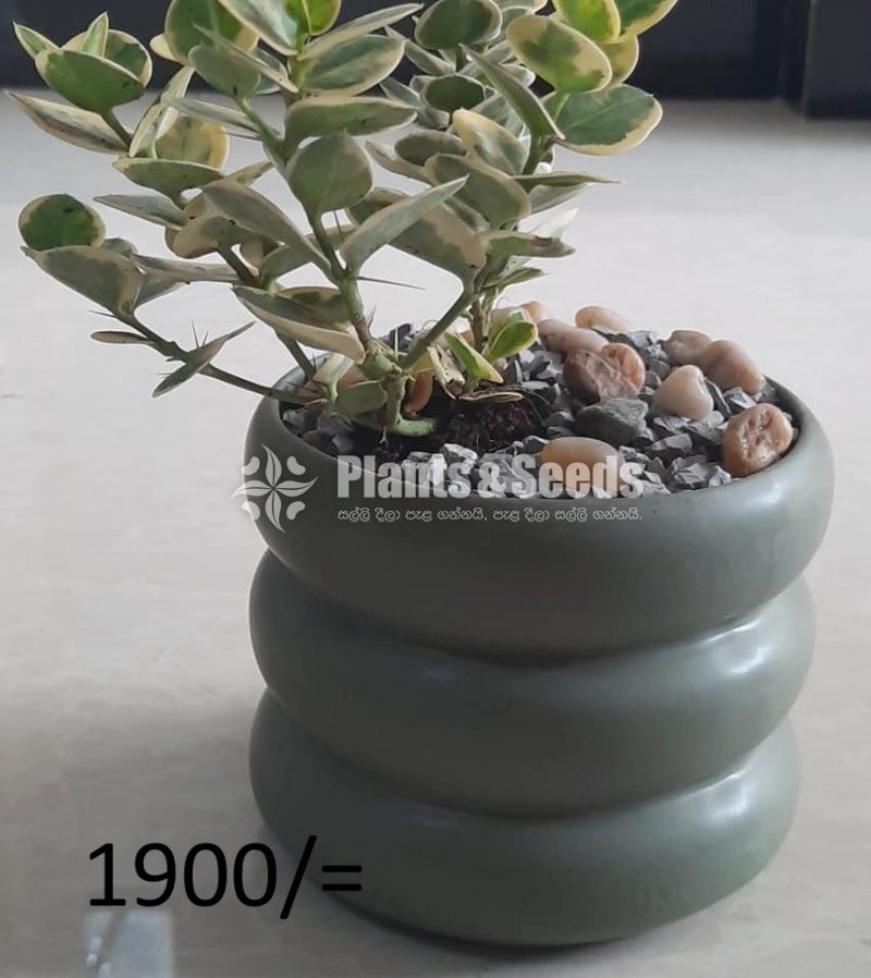 Ornamental Plants