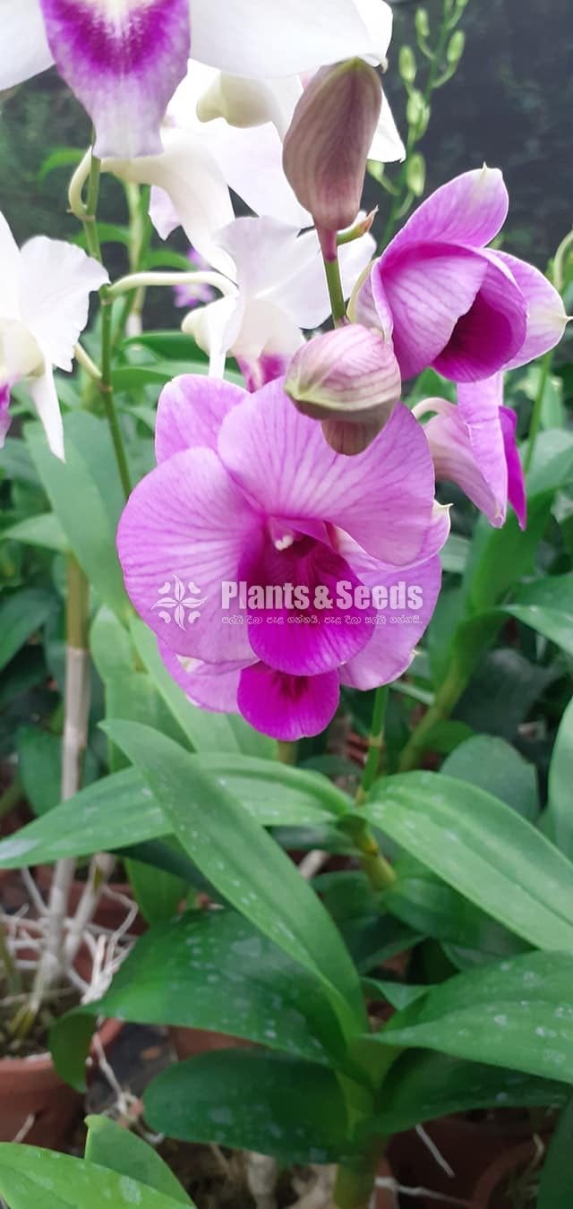 Blooming  Dendrobium Orchid Plants for 370