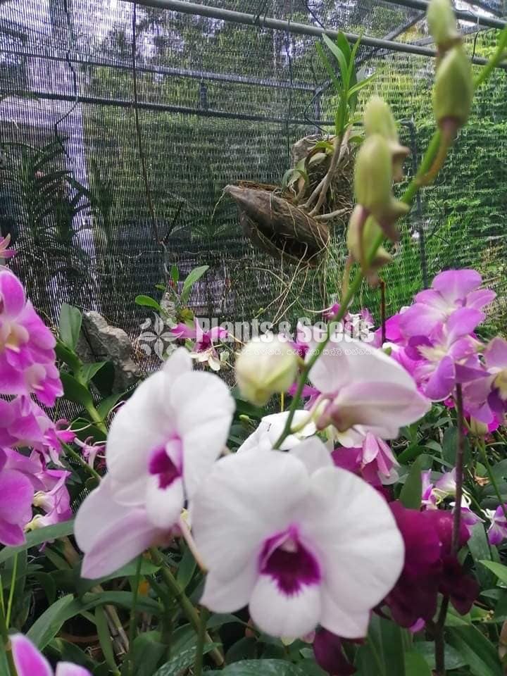 Blooming  Dendrobium Orchid Plants for 370