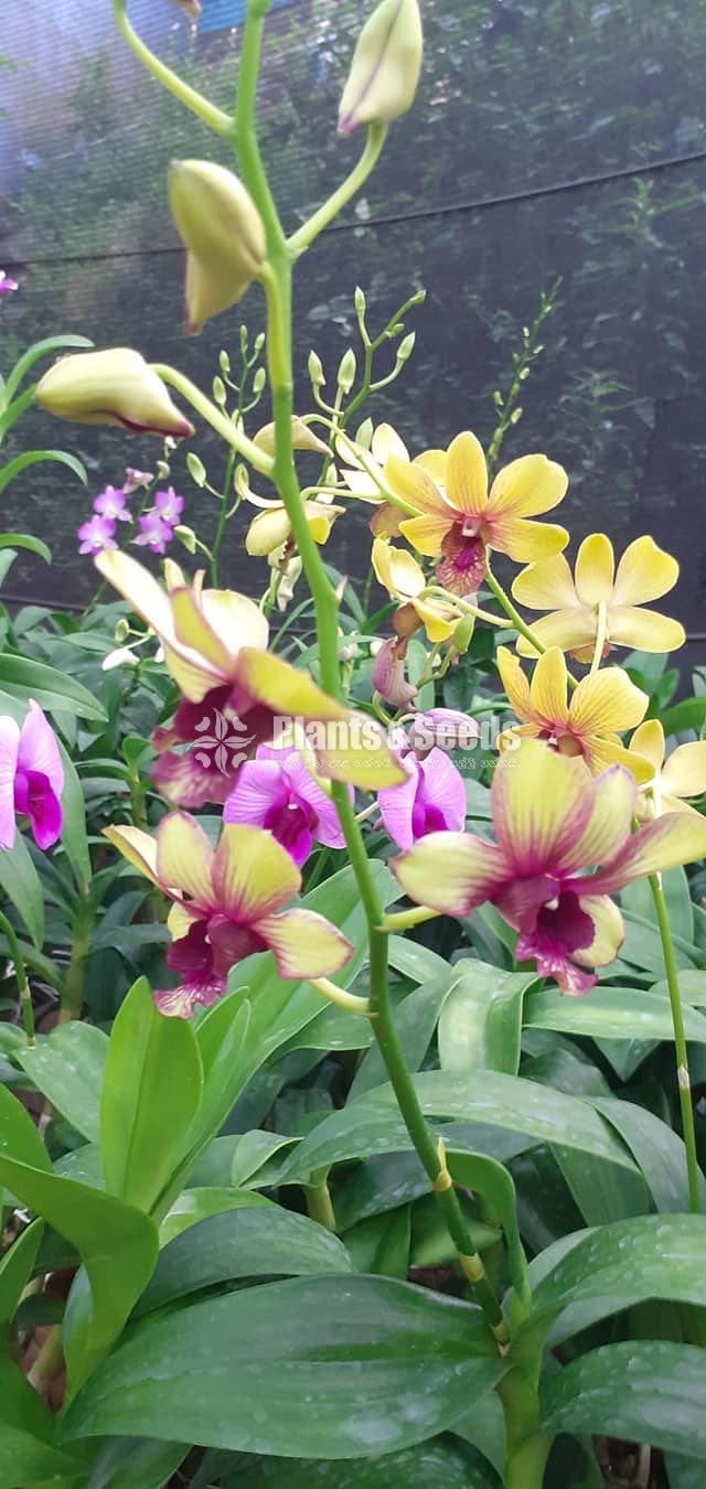 Blooming  Dendrobium Orchid Plants for 370