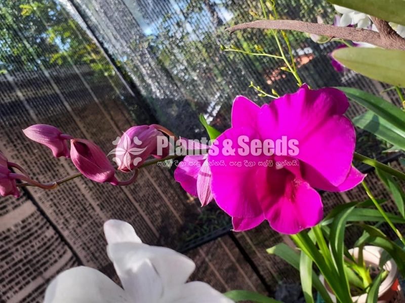 Blooming  Dendrobium Orchid Plants for 370
