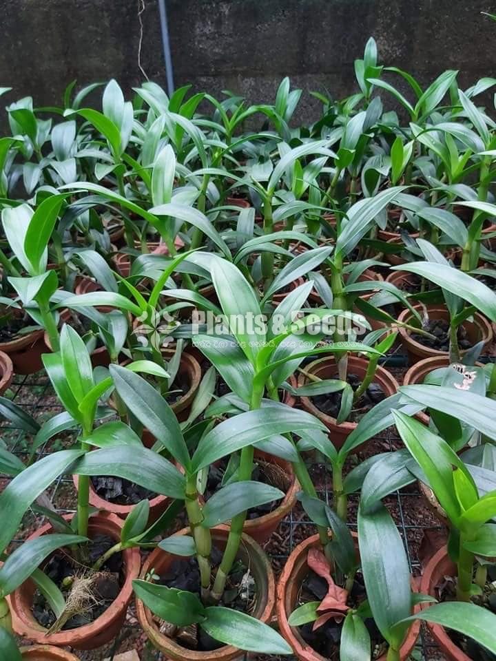 Blooming  Dendrobium Orchid Plants for 370
