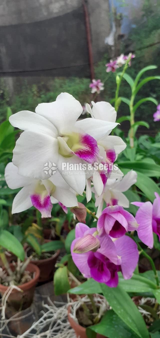 Blooming  Dendrobium Orchid Plants for 370