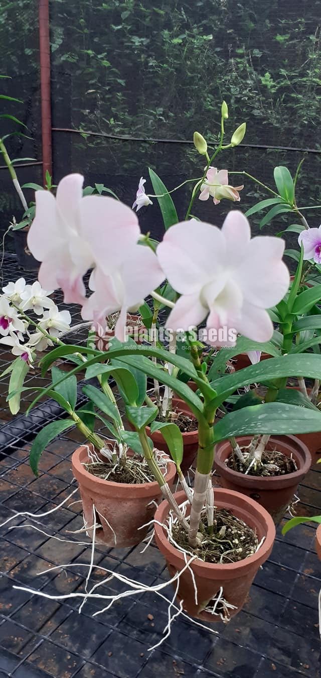 Blooming  Dendrobium Orchid Plants for 370