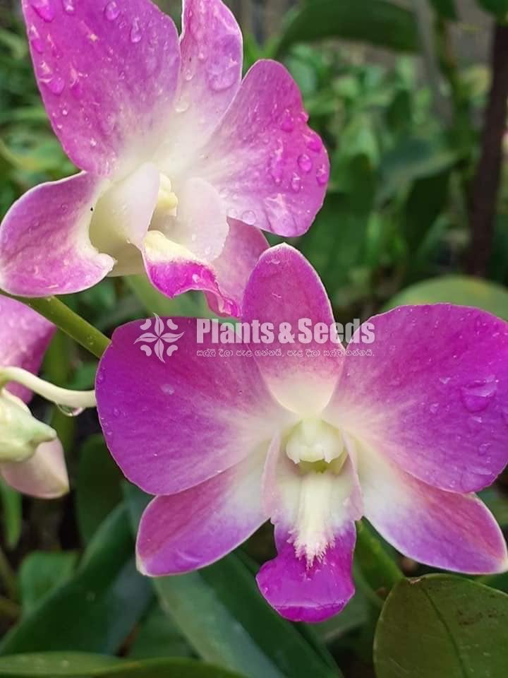 Blooming  Dendrobium Orchid Plants for 370