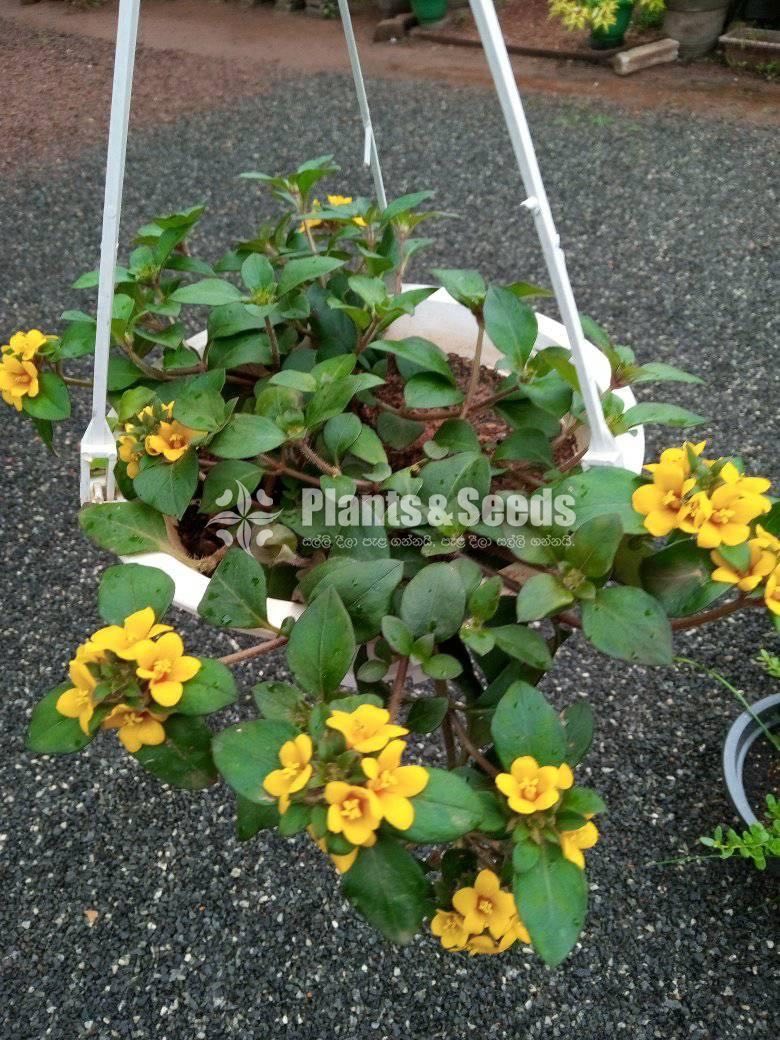 Hanging Plants 