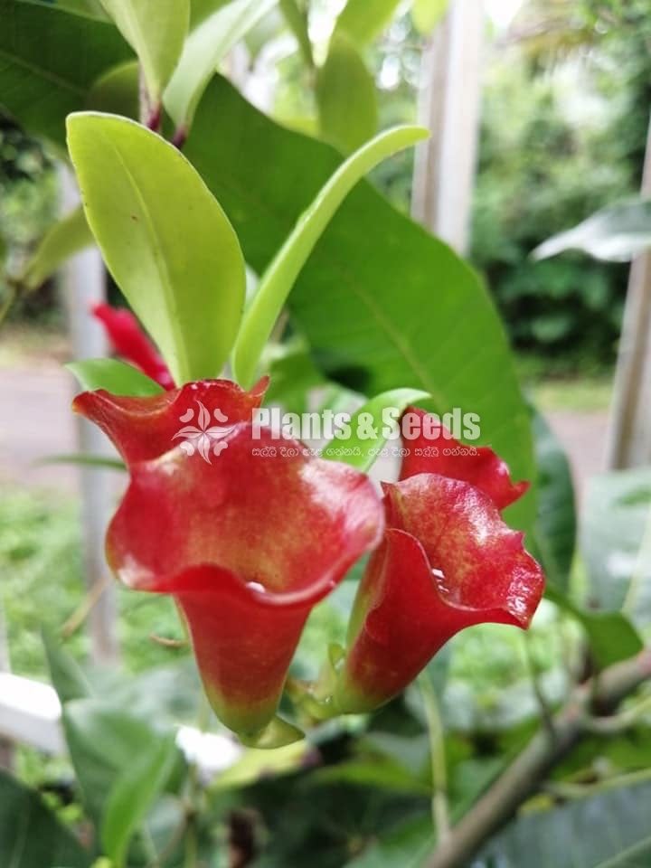 Lipstick Flower(ලිප්ස්ටික් මල් පැල)