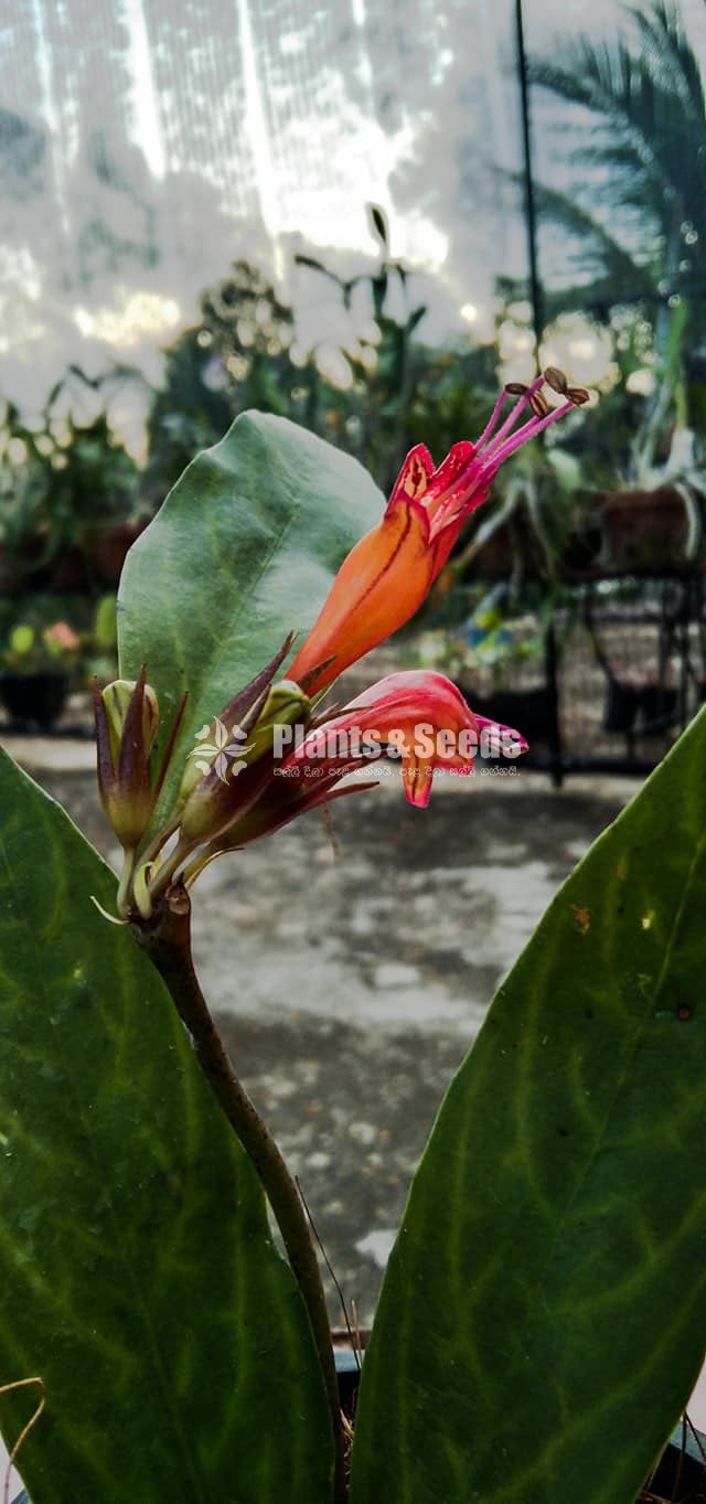 Lipstick Flower(ලිප්ස්ටික් මල් පැල)