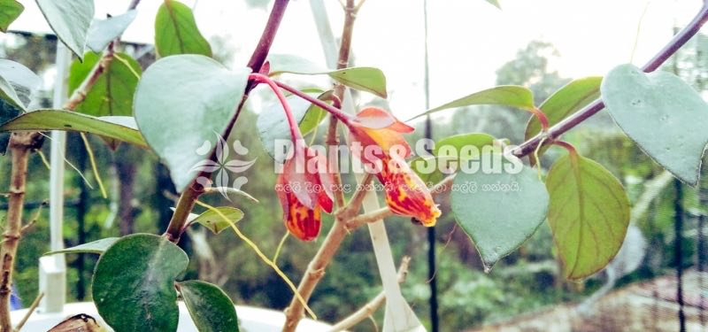 Lipstick Flower(ලිප්ස්ටික් මල් පැල)
