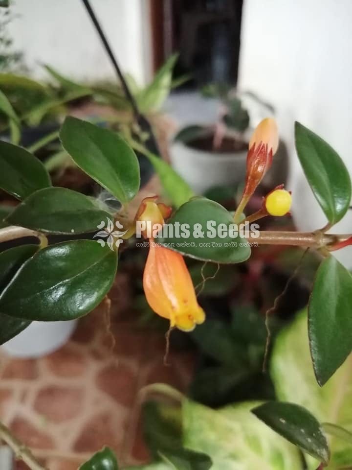 Lipstick Flower(ලිප්ස්ටික් මල් පැල)