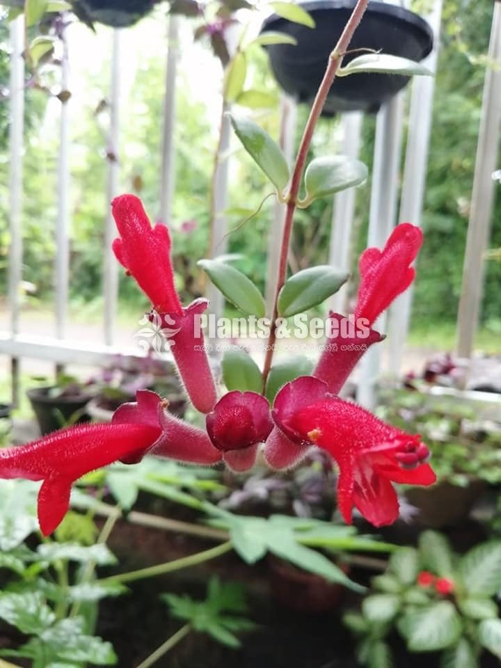Lipstick Flower(ලිප්ස්ටික් මල් පැල)