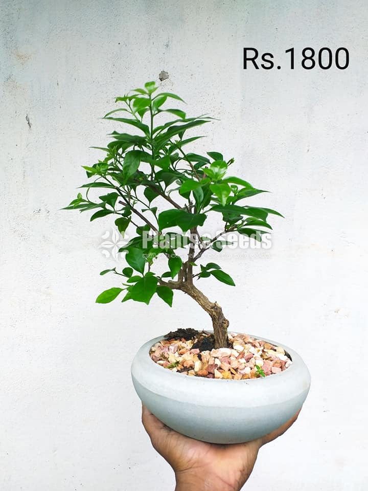 Bonsai Plant Collection 