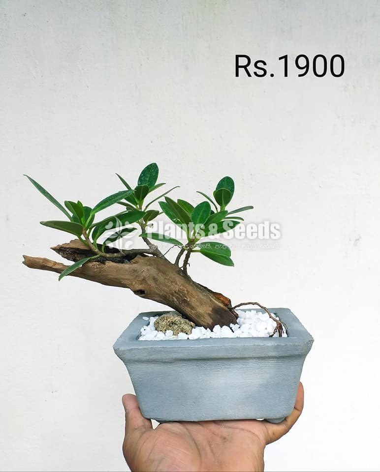 Bonsai Plant Collection 
