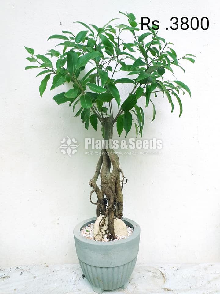 Bonsai Plant Collection 