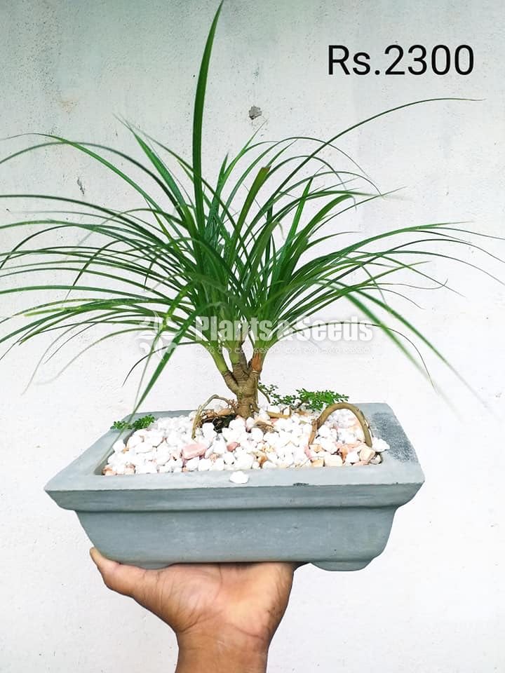 Bonsai Plant Collection 