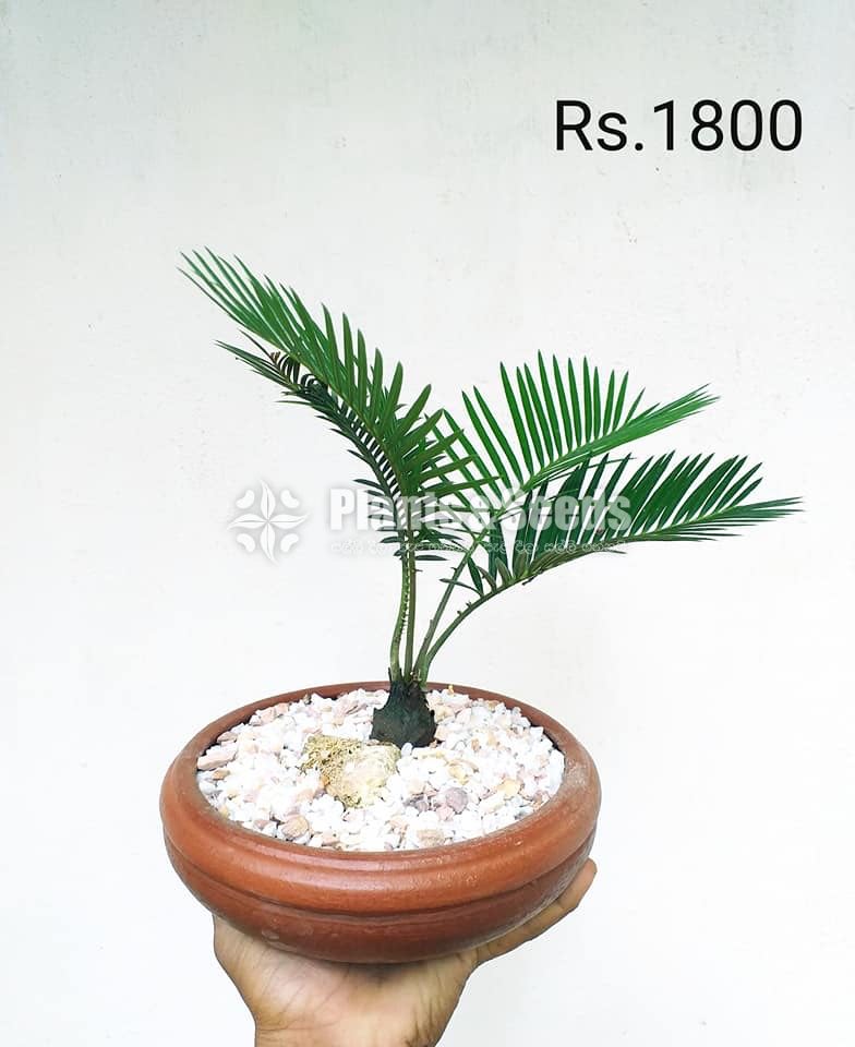 Bonsai Plant Collection 