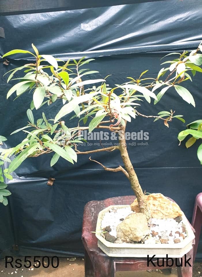 Bonsai Plant Collection 