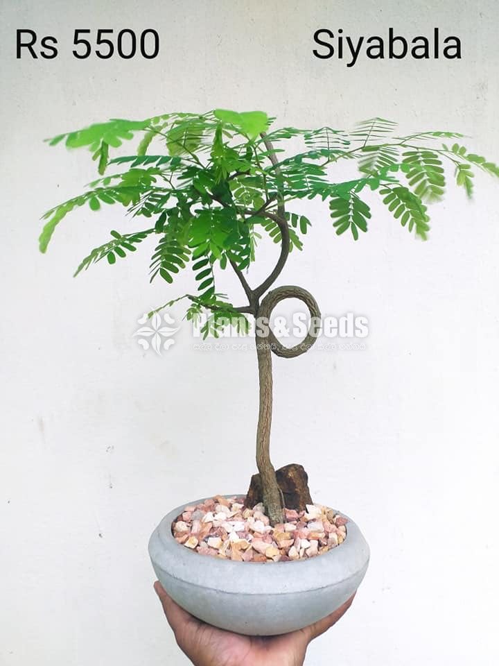 Bonsai Plant Collection 