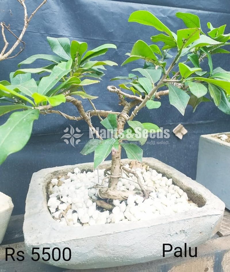 Bonsai Plant Collection 