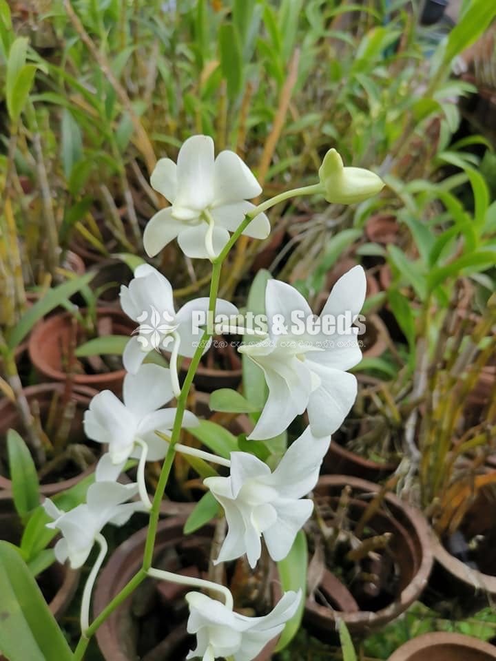 Orchids