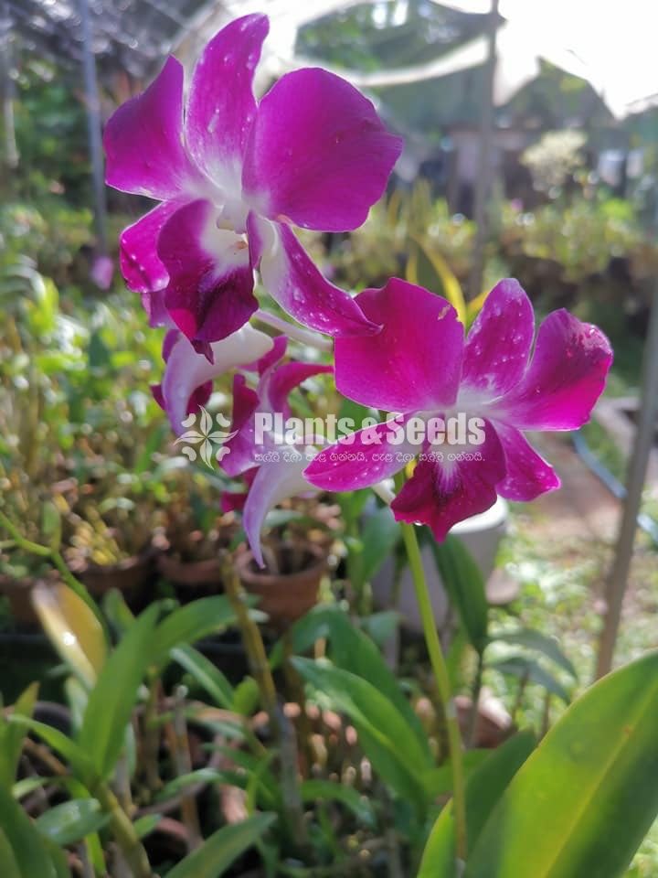 Orchids